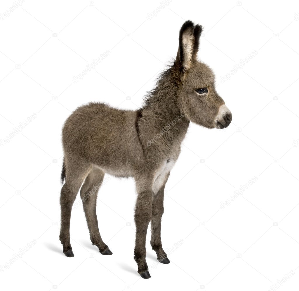 Side view of donkey foal, 2 months old, standing against white background, studio shot