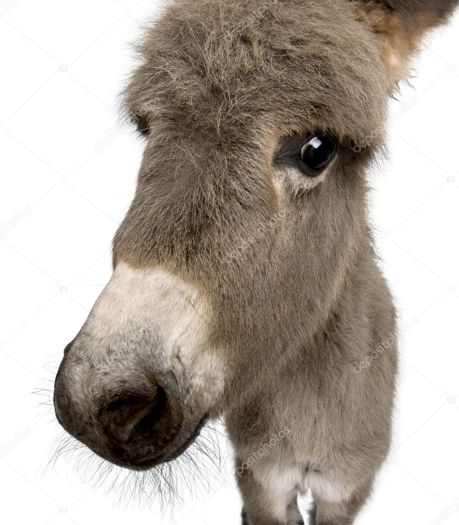 Close-up portrait of donkey foal, 2 months old, against white ba