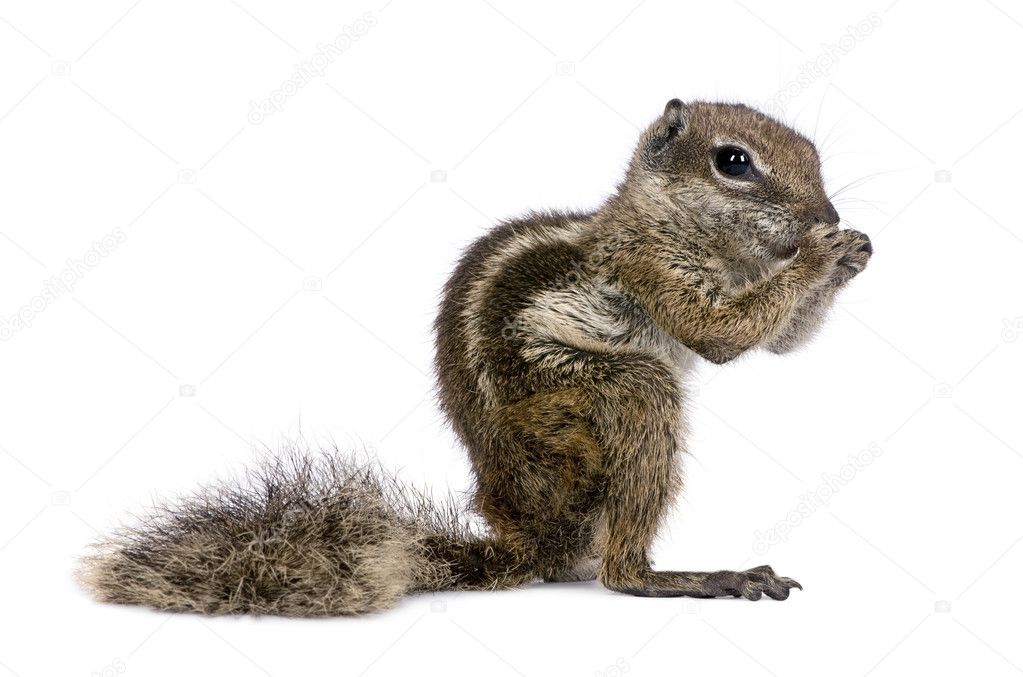 Babary Ground Squirrel, Atlantoxerus Getulus, standing , studio
