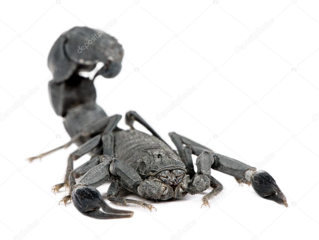 Scorpion - Androctonus mauretanicus