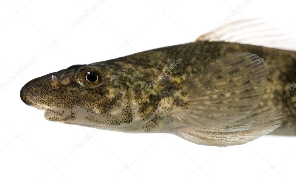 Side view of rhone streber fish, Zingel asper, against white background, studio shot