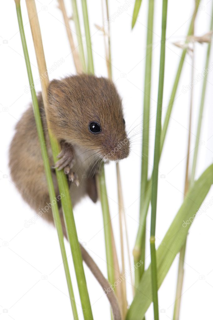 Harvest Mouse, Micromys minutus, climbing on blade of grass, studio shot