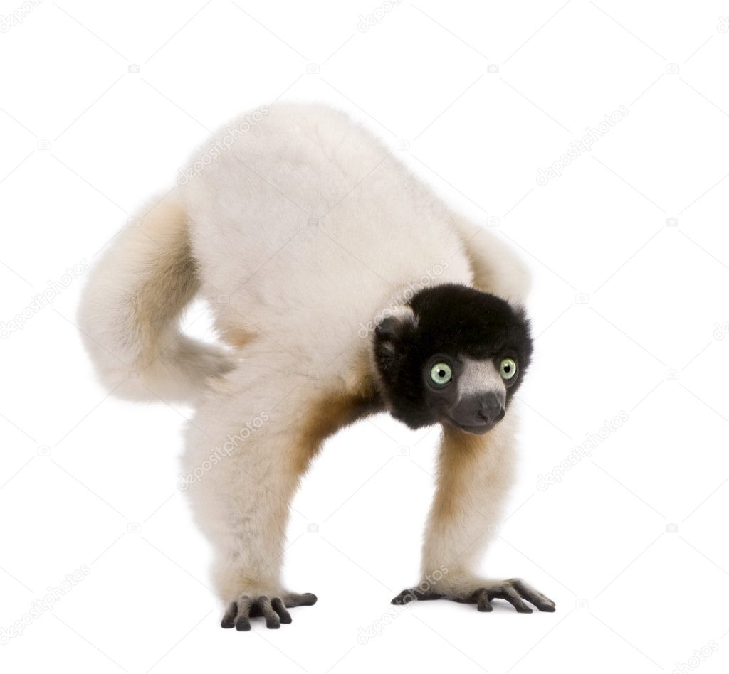 Young Crowned Sifaka, Propithecus Coronatus, 1 year old, doing handstand against white background, studio shot