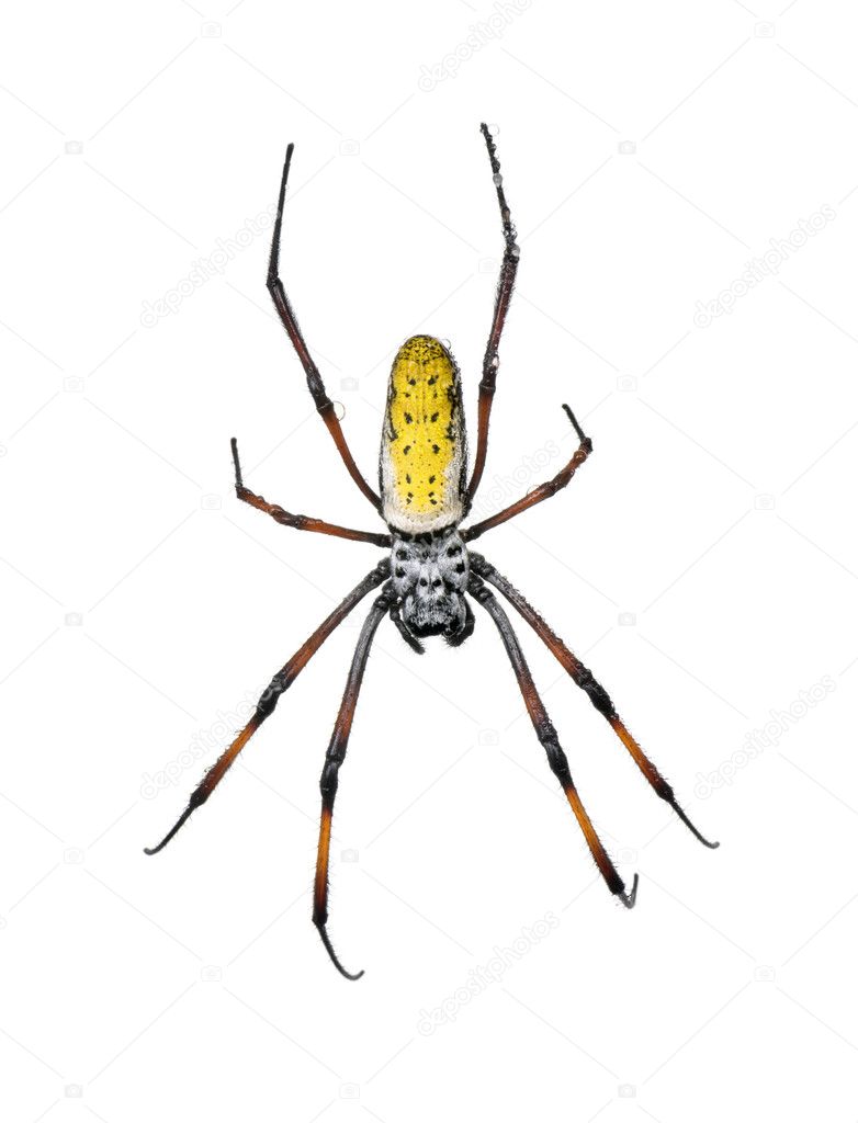 Golden Orb-web spider, Nephila inaurata madagascariensis