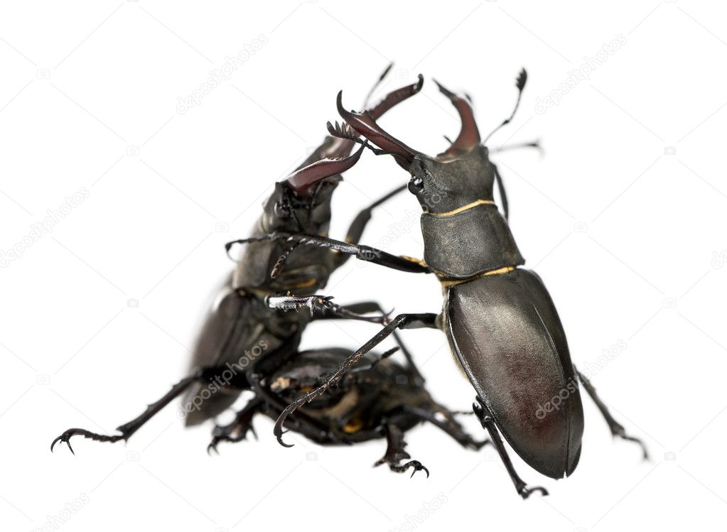 Male European Stag beetles fighting, Lucanus cervus, against whi