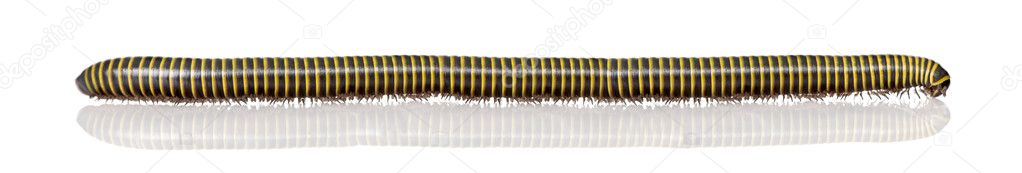 Very long black and yellow Millipede from Guyane, in front of wh