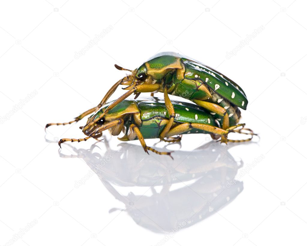East Africa flower beetles having sex, Stephanorrhina guttata, in front of white background, studio shot