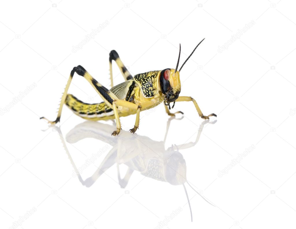 Larva of Desert Locust, Schistocerca gregaria, standing against white background, studio shot