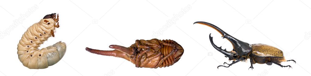 Nymph, larva and adulte of a male Hercules beetle, Dynastes hercules, studio shot