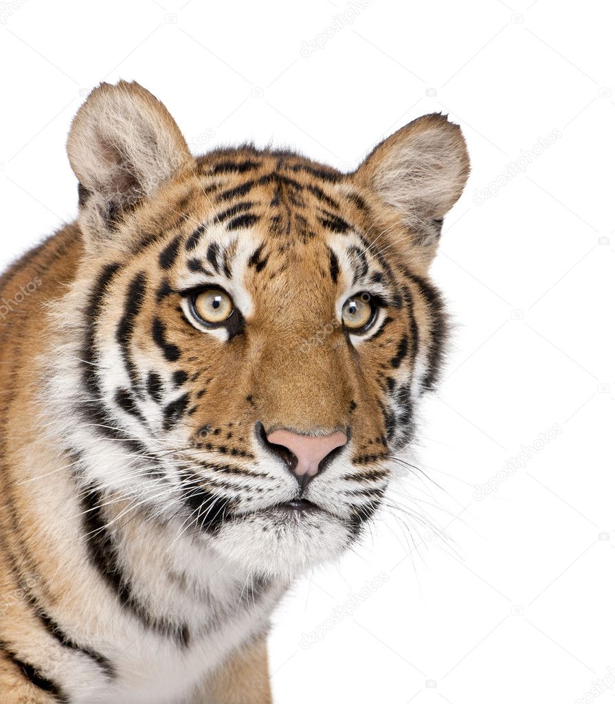 Close-up of Bengal Tiger, Panthera tigris tigris, 1 year old, in