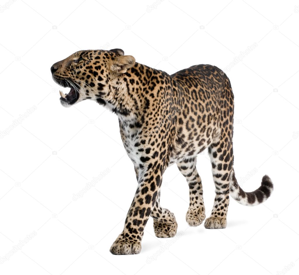 Leopard, Panthera pardus, walking and snarling against white background, studio shot