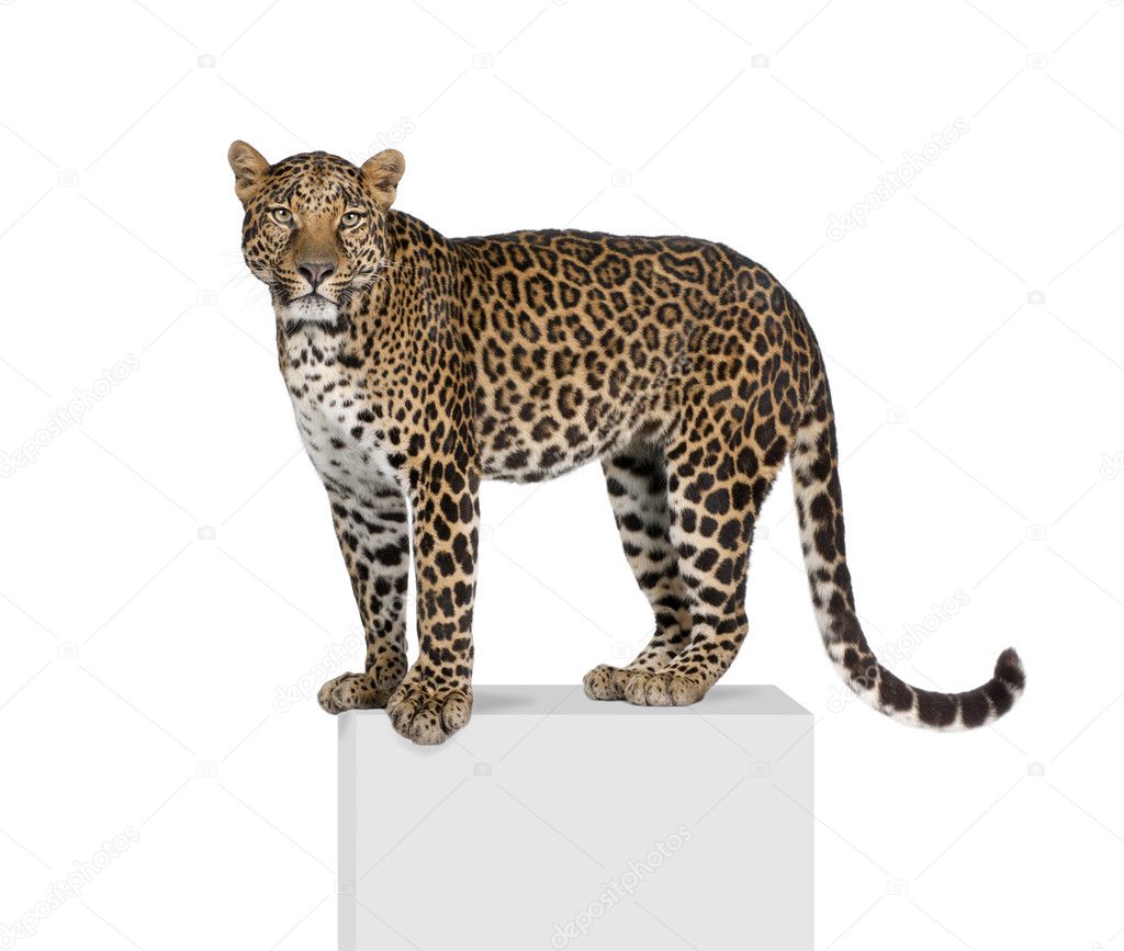 Portrait of leopard, Panthera pardus, on pedestal against white background, studio shot