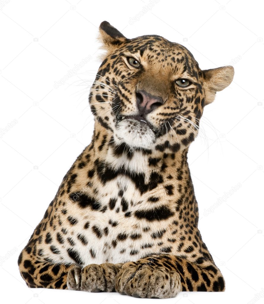 Leopard, Panthera pardus, lying in front of white background
