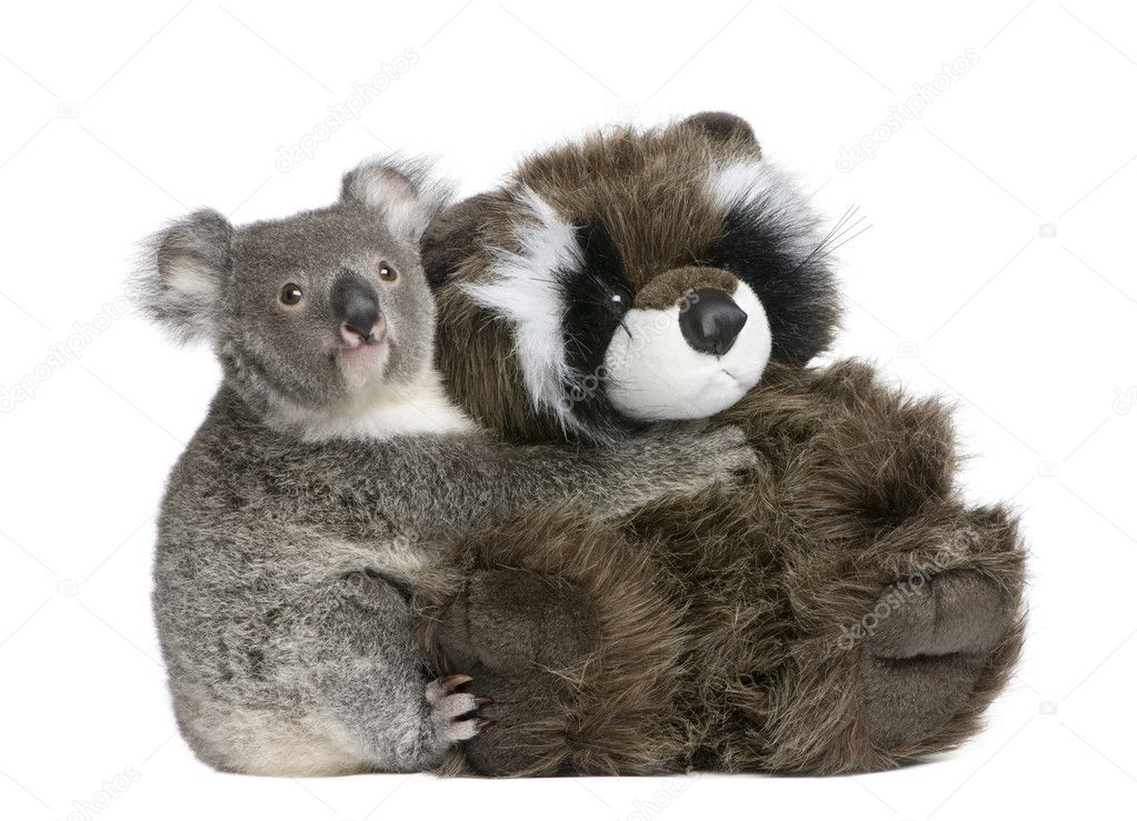 Portrait of male Koala bear hugging teddy bear, Phascolarctos cinereus, 9 months old, in front of white background