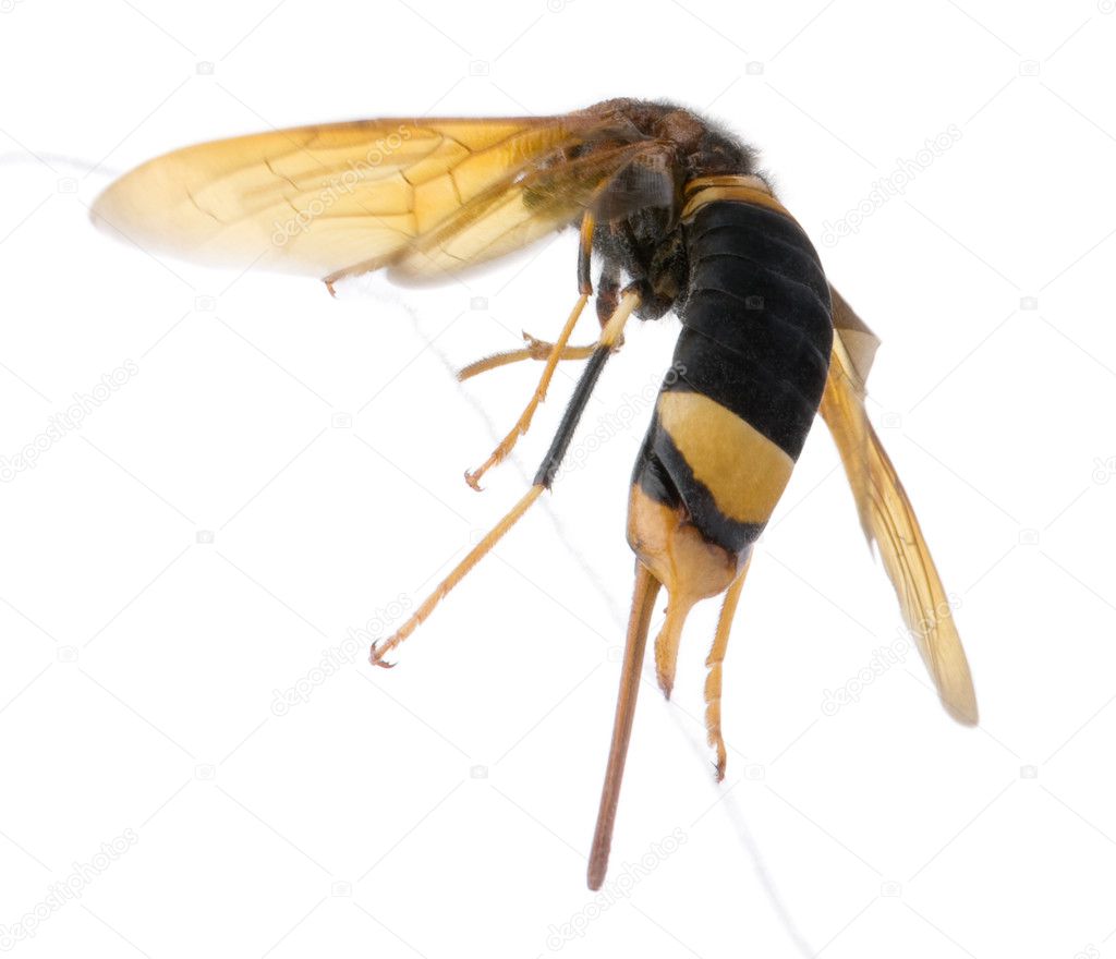Horntail or wood wasp, Urocerus gigas, in front of white backgro