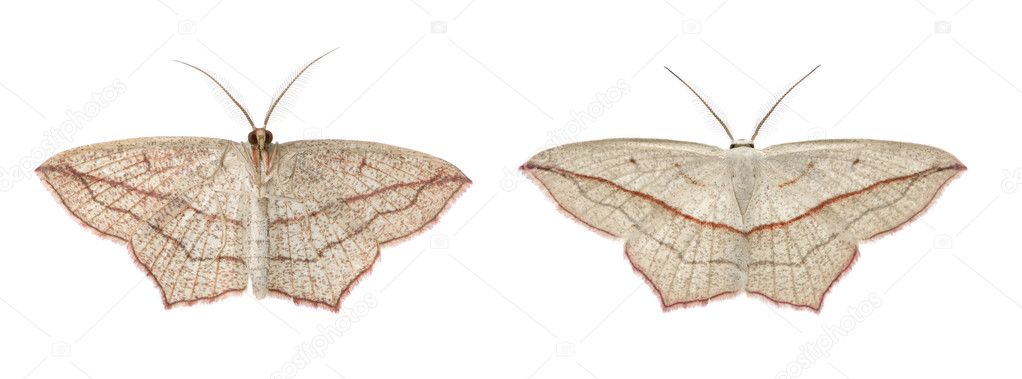 Blood-vein moths, Timandra comae