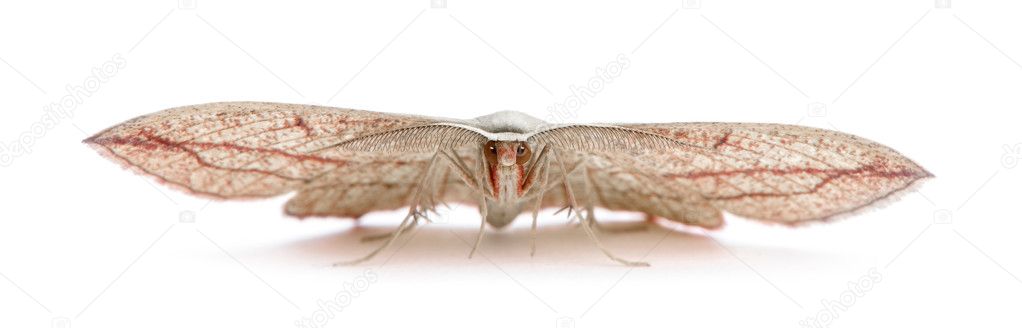 Blood-vein moth, Timandra comae, in front of white background, studio shot