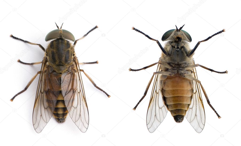 High angle view of pale giant horse fly, Tabanus bovinus,