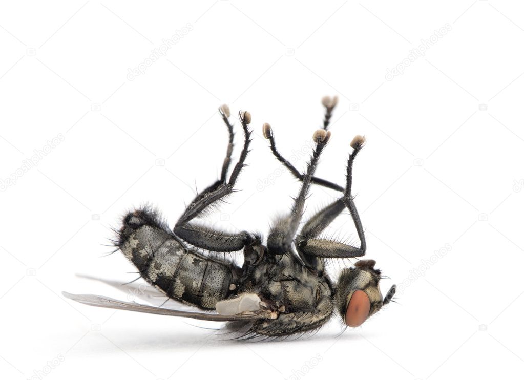 Flesh fly lying on back, Diptera, in front of white background,