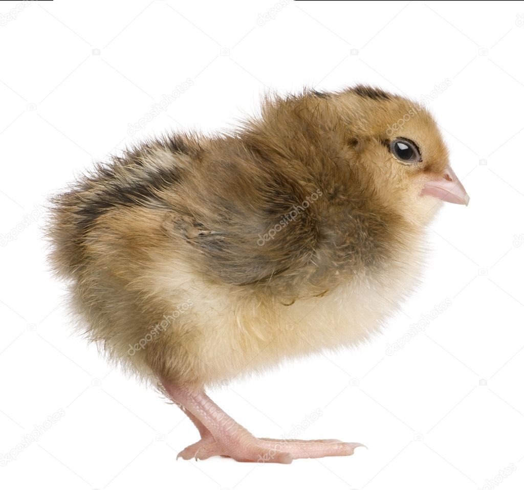 Araucana, also known as a South American Rumpless chick, 2 days old, standing in front of white background