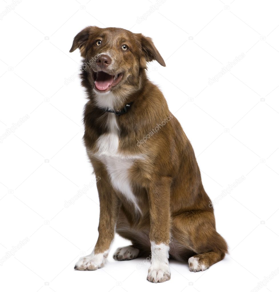 Mixed Breed Dog Between An Australian Shepherd And Golden Retriever 5 Months Old In Front Of White Background Stock Photo Image By C Lifeonwhite 1002