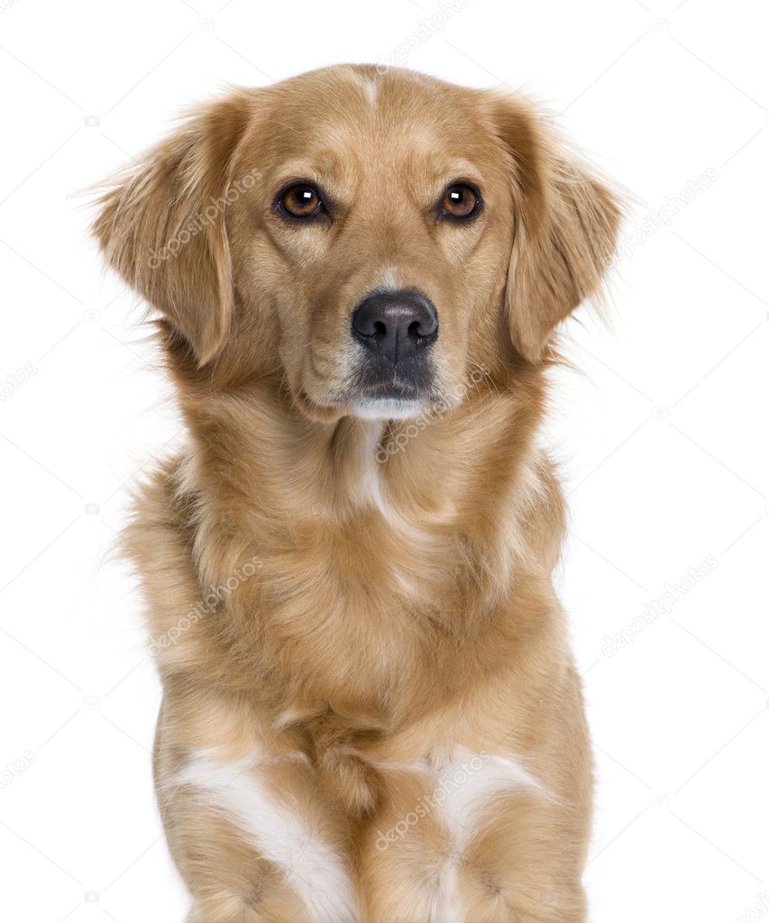 Nova Scotia Duck Rolling Retriever, 5 years old, in front of white background, studio shot