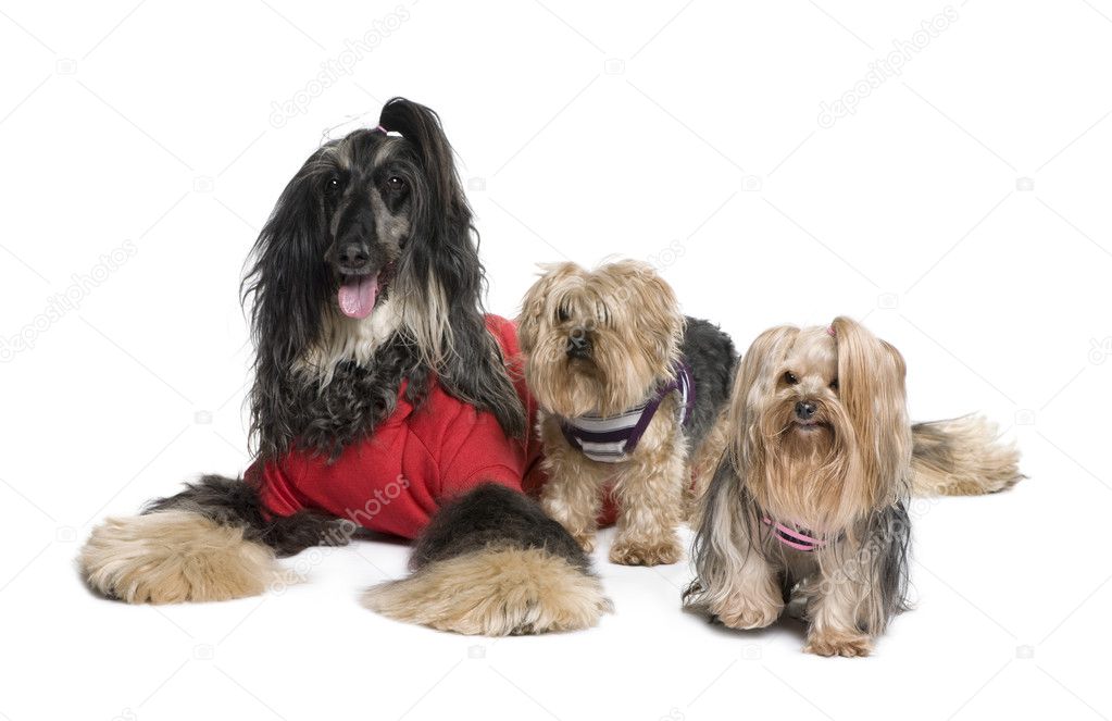 Afghan Hound and Yorkshire dogs sitting in front of white background, studio shot