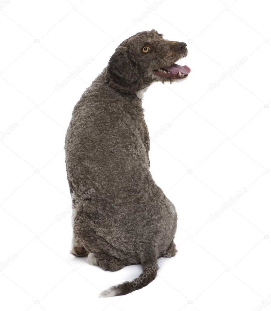 Rear view of Spanish water spaniel dog, 3 years old, sitting in front of white background