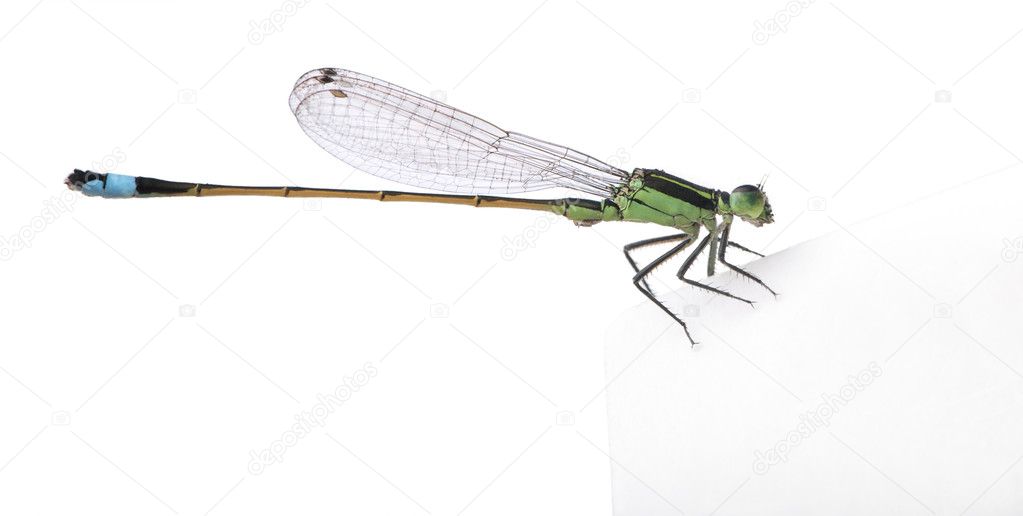 Ragonfly, Coenagrionidae