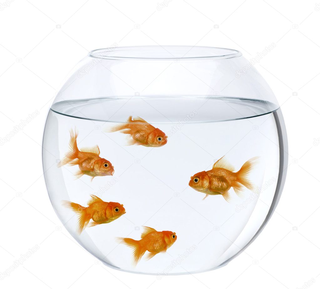 Five goldfish in fish bowl, in front of white background