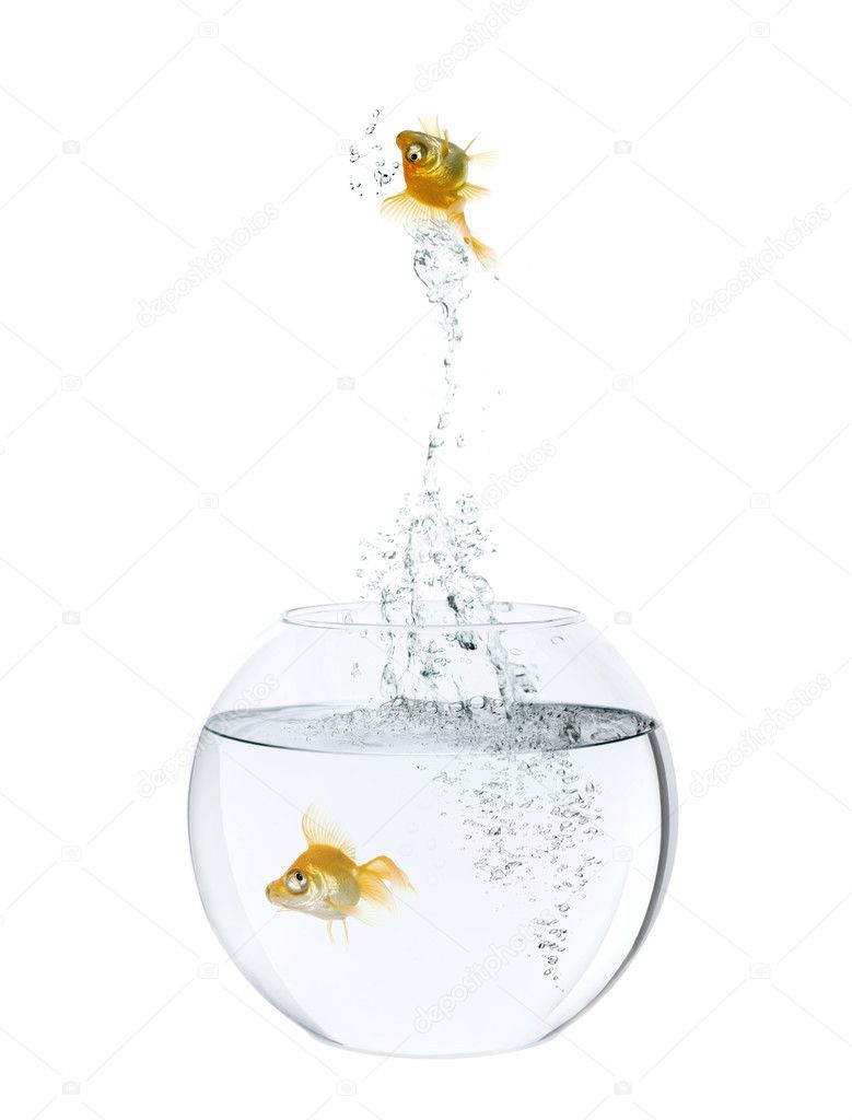 Two goldfish in fish bowl, in front of white background — Stock