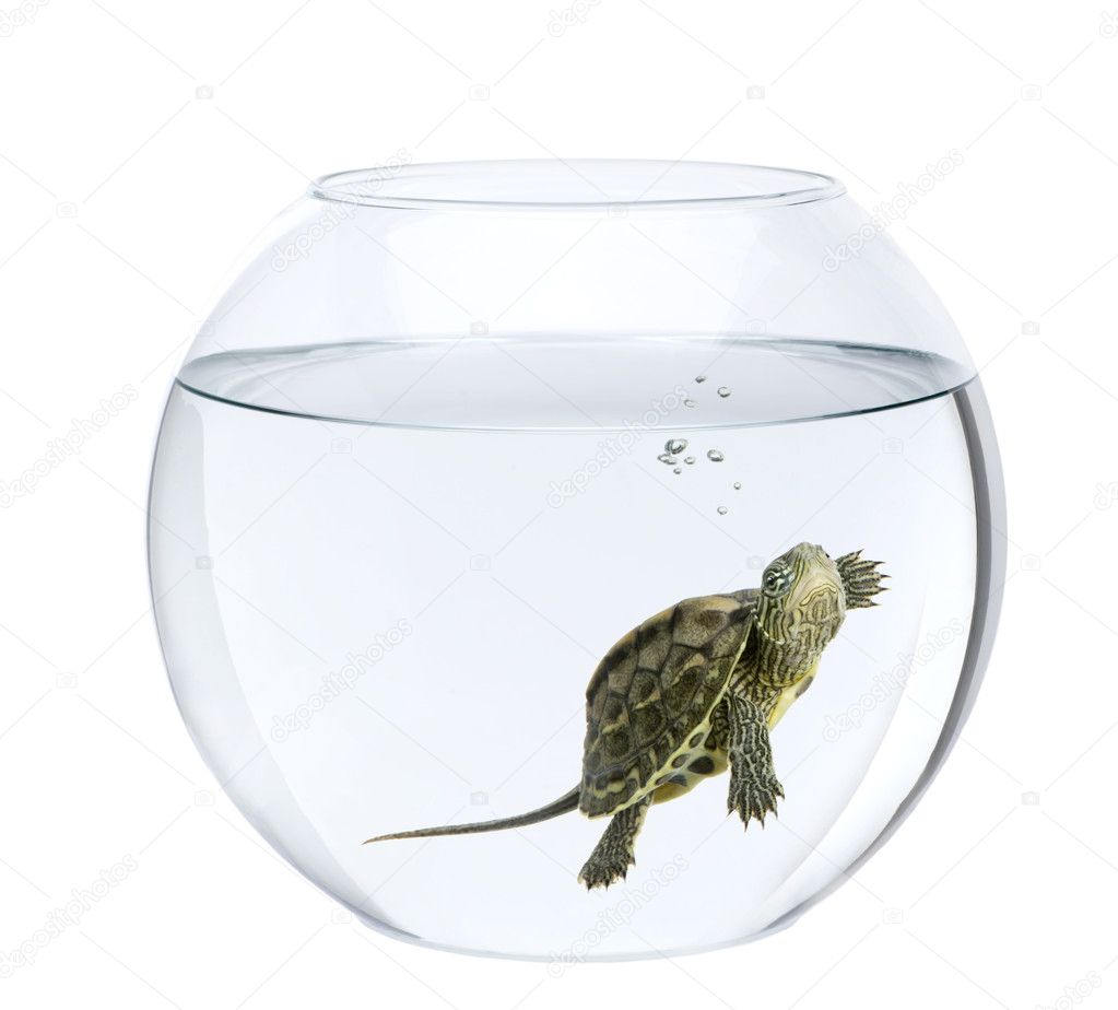 Small turtle swimming in fish bowl, in front of white background