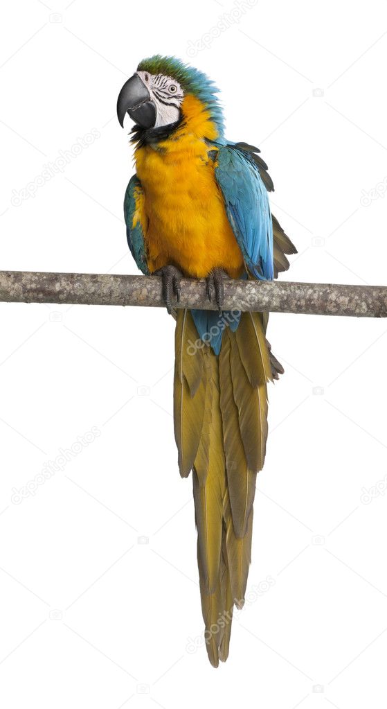 Blue-and-yellow Macaw, Ara ararauna, perched on branch in front of white background