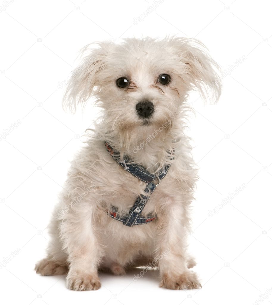 Portrait of bad 6 months old Maltese puppy, sitting in front of white background