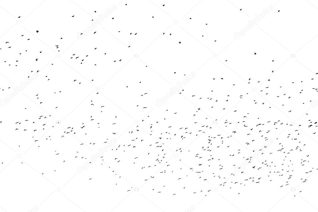 Flock of birds against white background