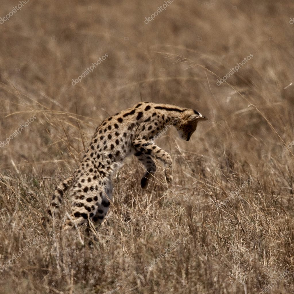 serval jumping for bird