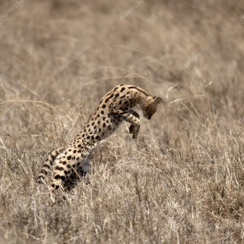 Serval springen in der Serengeti, Tansania, Afrika — Stockfoto
