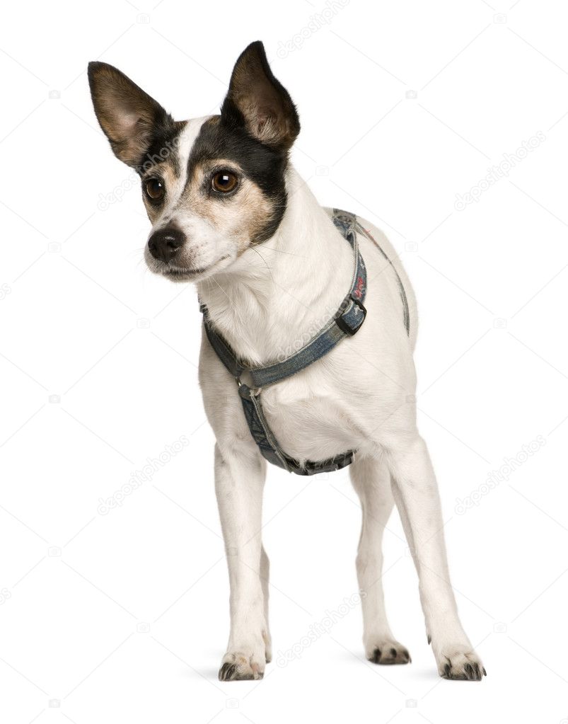 Jack Russell Terrier, 8 years old, standing in front of white background