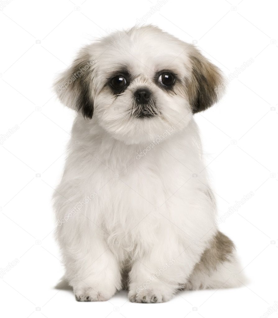 Shih tzu puppy, 4 months old, sitting in front of white background
