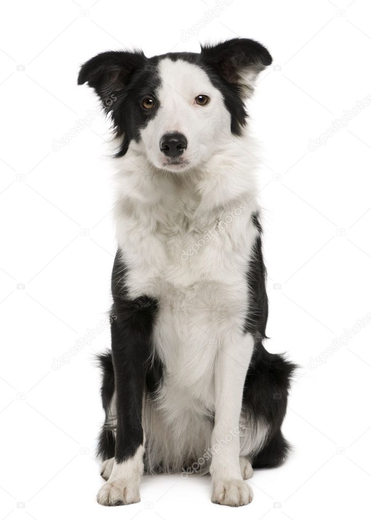 Young Border Collie, 15 months old, sitting in front of white background