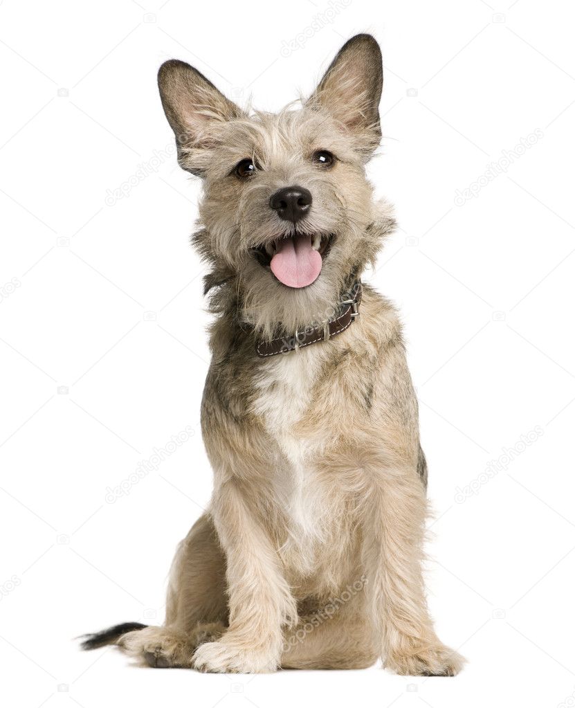 Crossbreed with a Jack Russell Terrier, 7 months old, sitting in front of white background