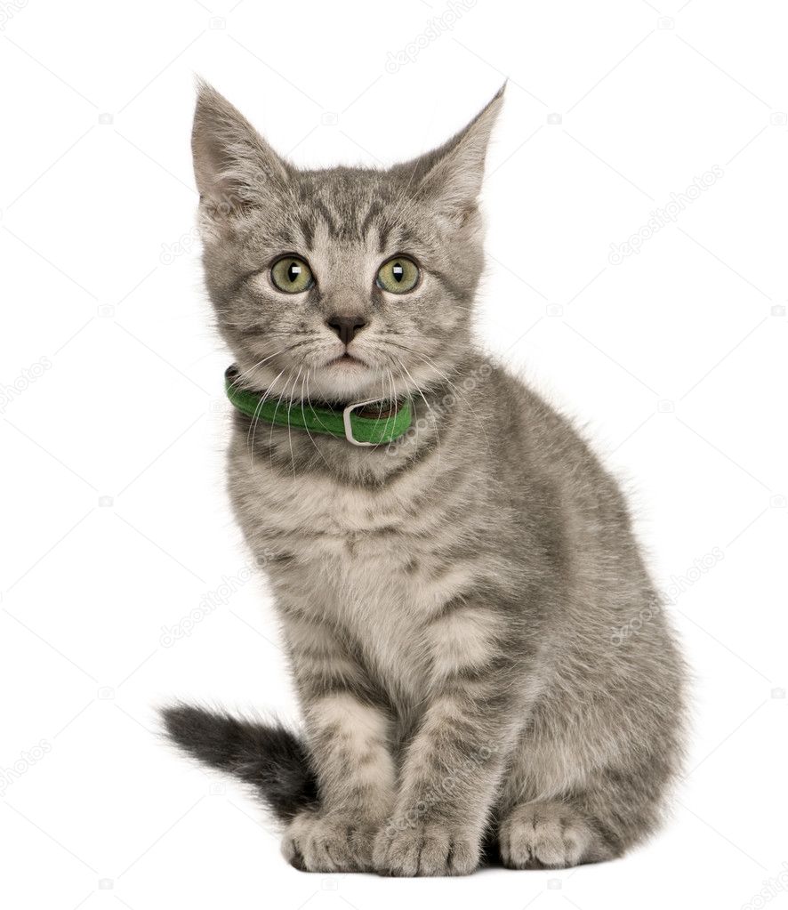 Kitten European cat, 3 months old, sitting in front of white background