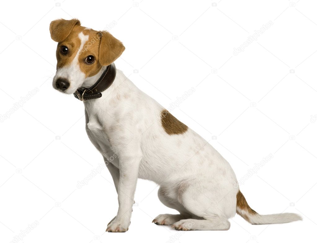 Jack Russell Terrier, 1 year old, sitting in front of white background, studio shot