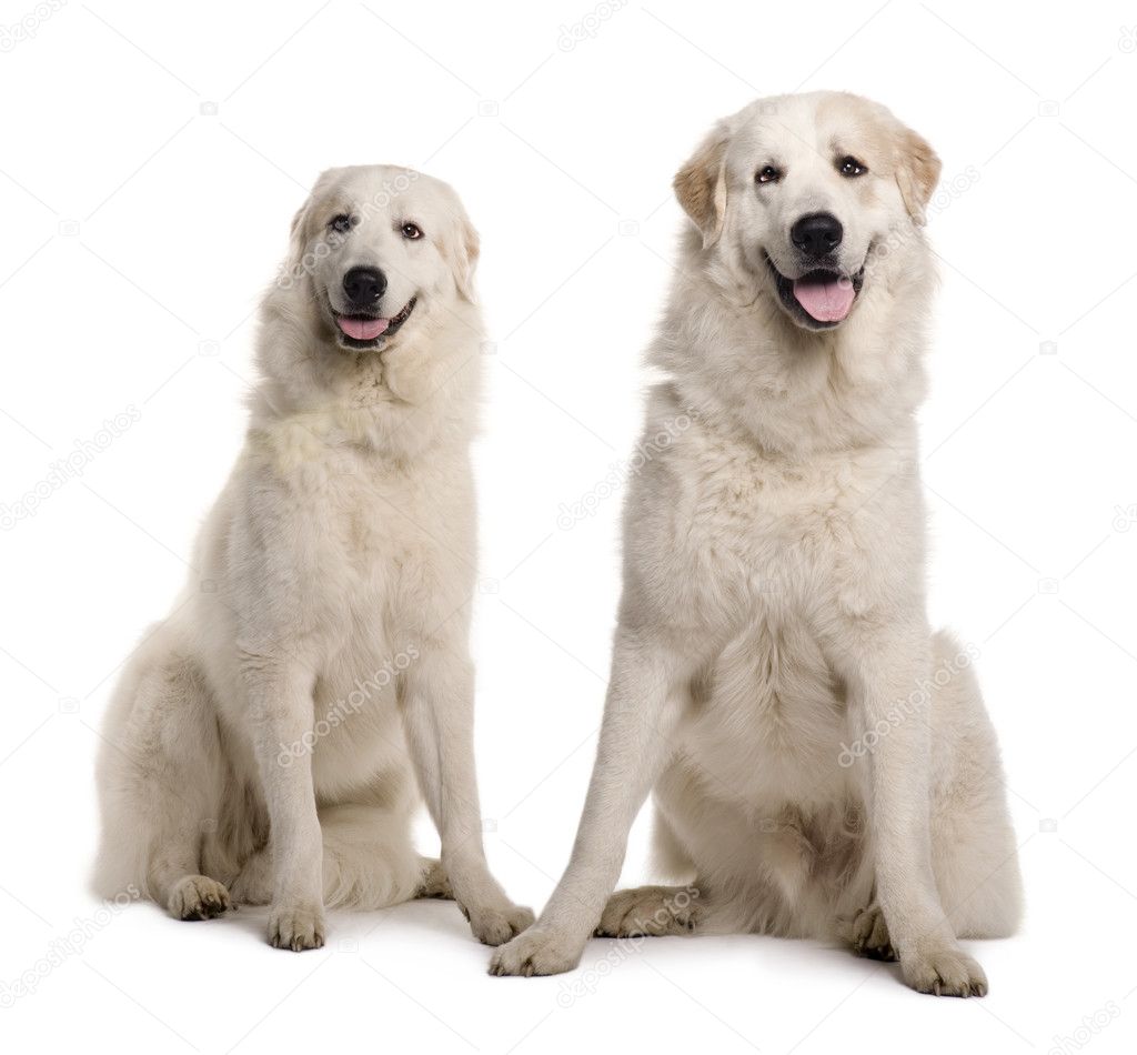 Two Great Pyreness or Pyrenean Mountain Dogs, 2 years old, sitting in front of white background
