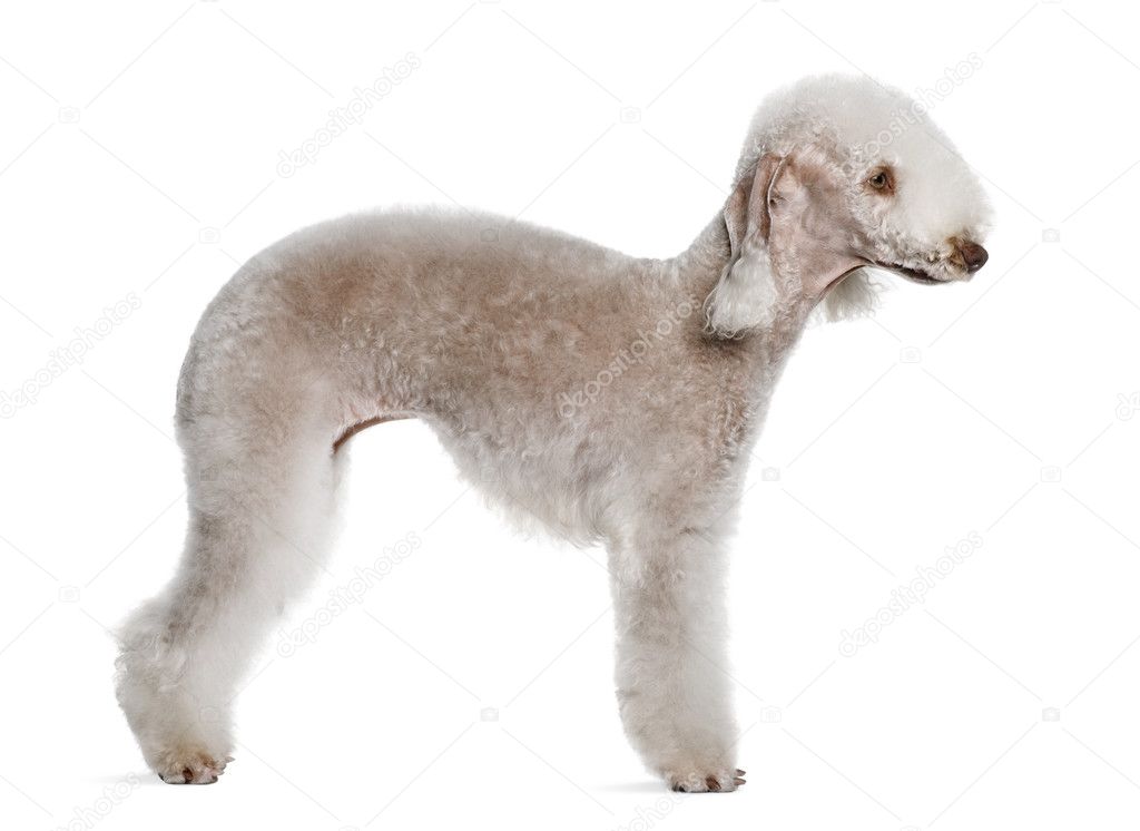 Bedlington terrier, 2 years old, standing in front of white background