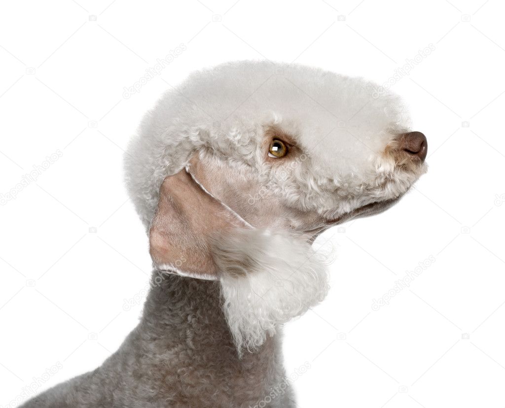 Bedlington terrier, 2 years old, in front of white background