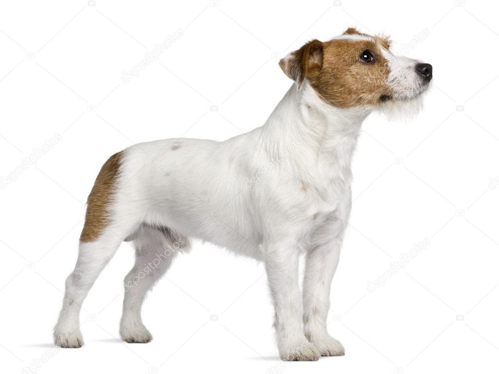 Jack Russell Terrier, 15 months old, standing in front of white background