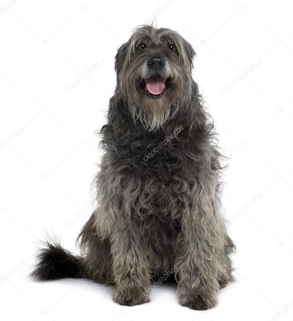 Catalan Sheepdog 12 Years Old Sitting In Front Of White Background Stock Photo By C Lifeonwhite 10885573