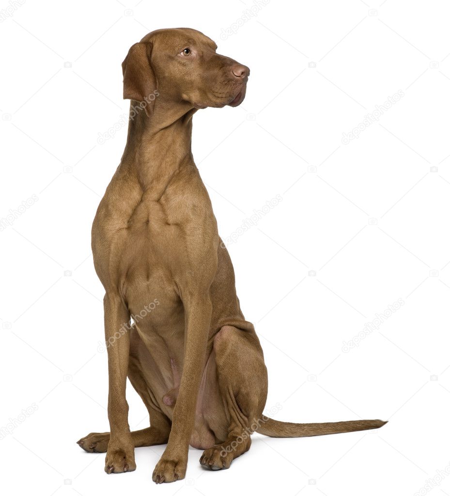 Vizla Dog, 17 months old, sitting in front of white background