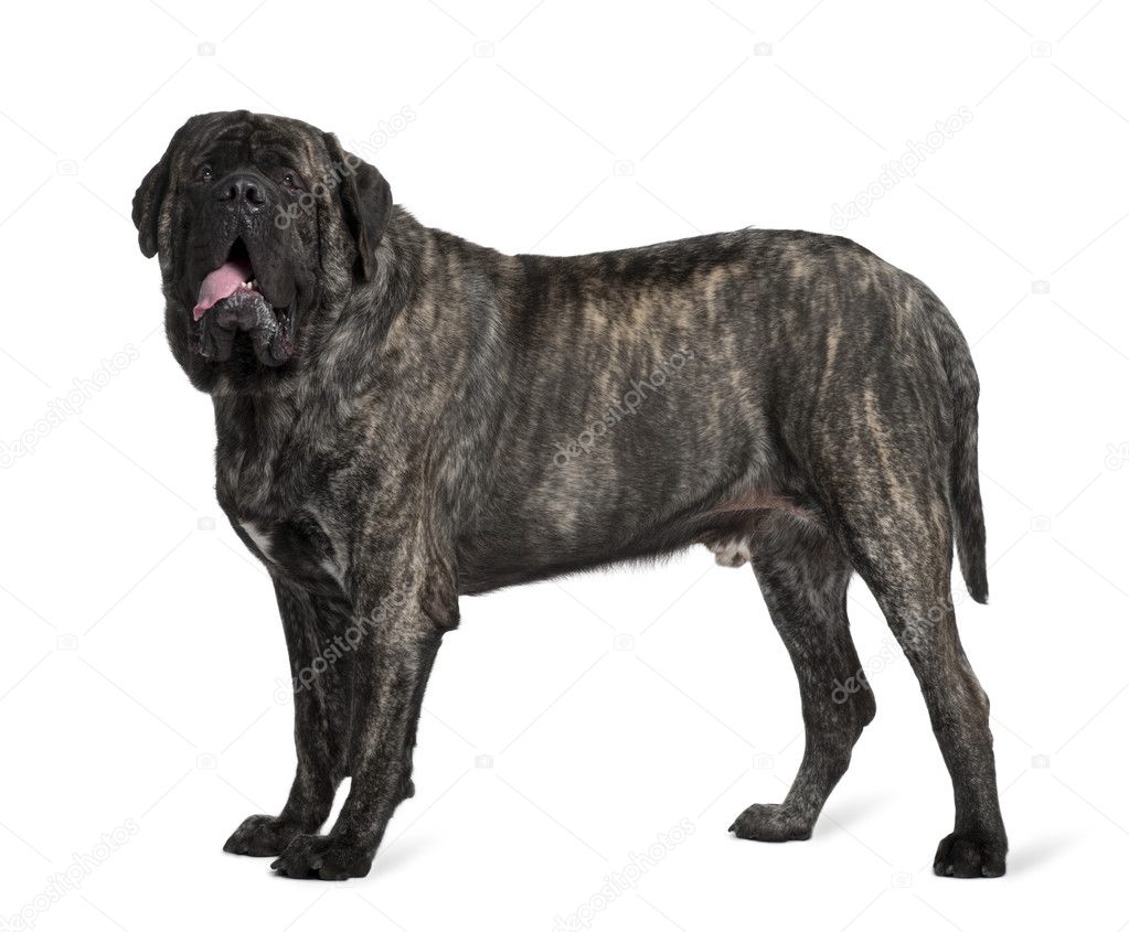 Mastiff, 16 months old, standing in front of white background